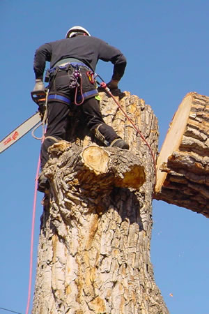 Tree Removal
