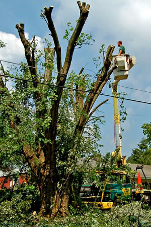 Tree Topping