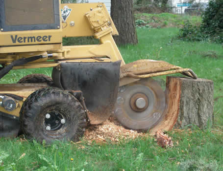 Stump Removal Palm Springs North