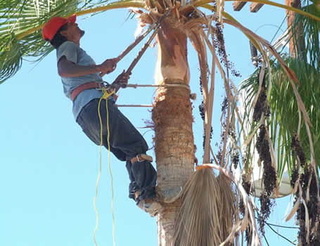 Tree Removal Homestead