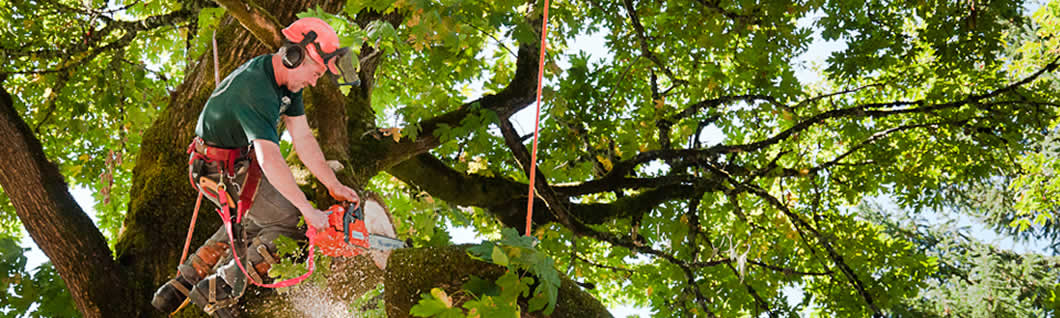 Tree Cutting Homestead