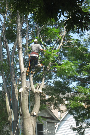 Tree Trimming